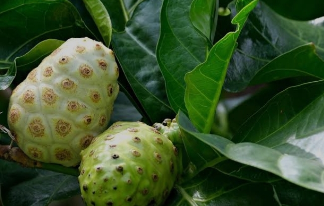 Kenali Manfaat Buah Mengkudu Untuk Kesehatan